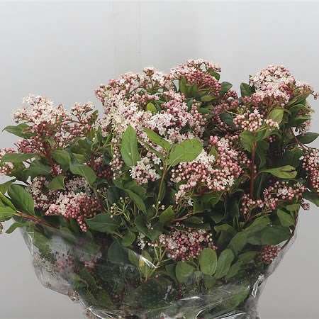Viburnum Valery