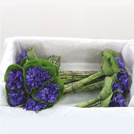 Violets