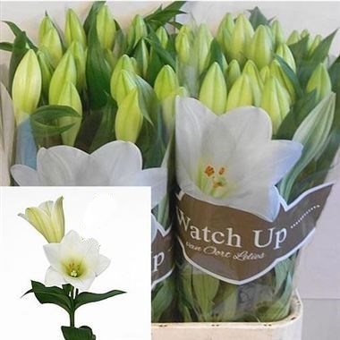 LILY LONGI. WATCH UP (2 BUDS/STEM)