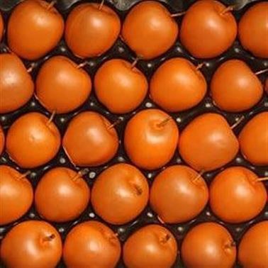 WAXED APPLES - ORANGE