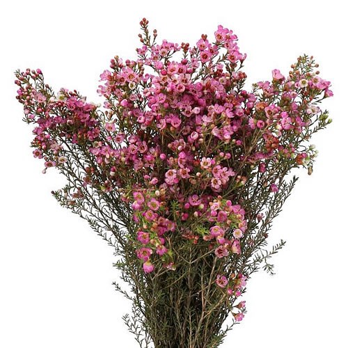 WAXFLOWER ADI