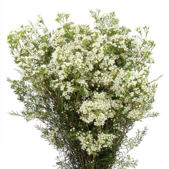 WAXFLOWER BLIZZARD
