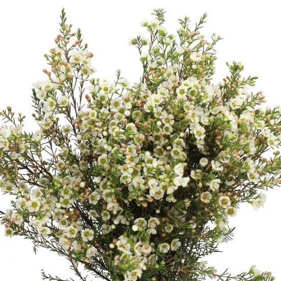 WAXFLOWER CARLYS WHITE