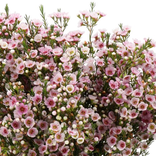 WAXFLOWER CHOIR GIRL