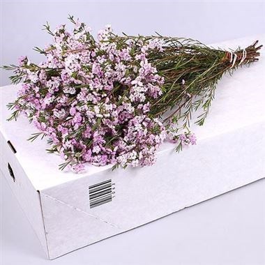 WAXFLOWER DANCING QUEEN