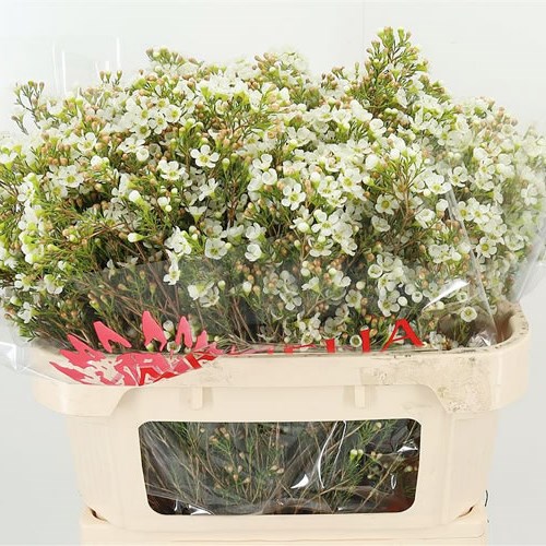 WAXFLOWER DAWN PEARL