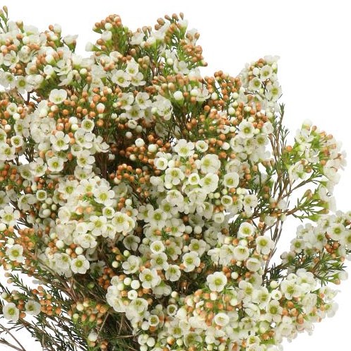 WAXFLOWER DAWN PEARL