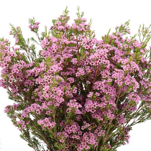 WAXFLOWER DEBBIE M