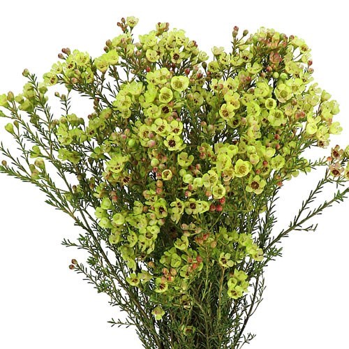 WAXFLOWER DYED APPLE GREEN