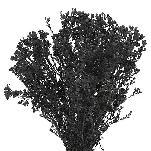 WAXFLOWER DYED BLACK
