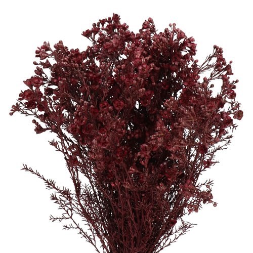 WAXFLOWER DYED BURGUNDY