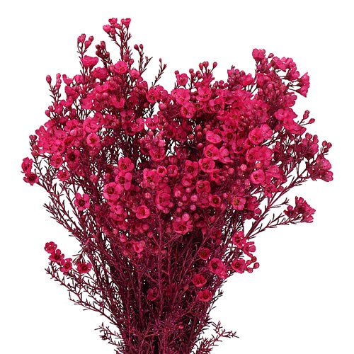 WAXFLOWER DYED CERISE