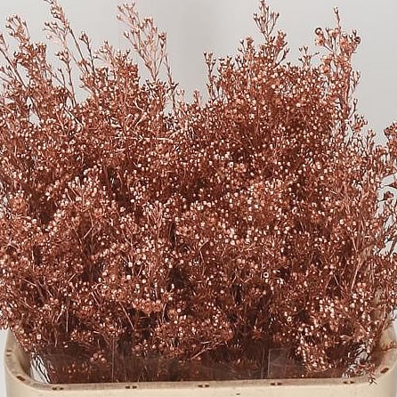 WAXFLOWER DYED COPPER