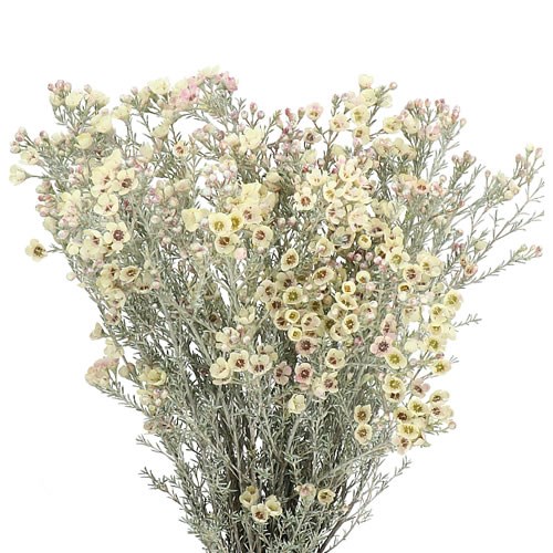 WAXFLOWER DYED CREAM