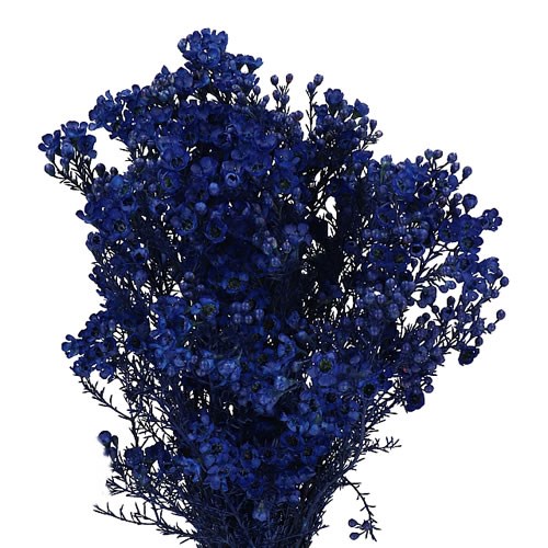 WAXFLOWER DYED DARK BLUE
