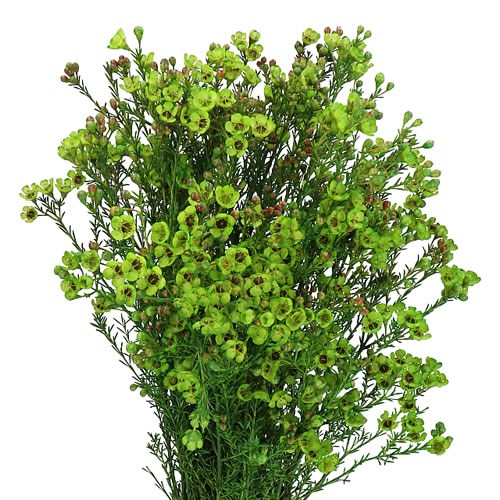 WAXFLOWER DYED DARK GREEN