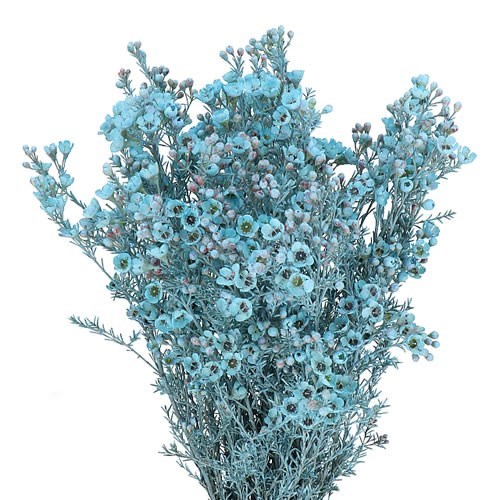 WAXFLOWER DYED LIGHT BLUE