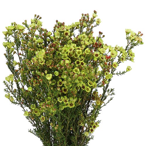 WAXFLOWER DYED LIGHT GREEN