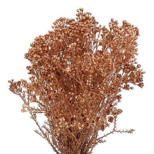 WAXFLOWER DYED METALLIC COPPER