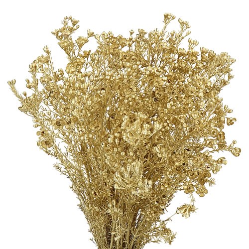 WAXFLOWER DYED METALLIC GOLD