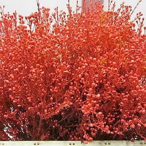 WAXFLOWER DYED RED