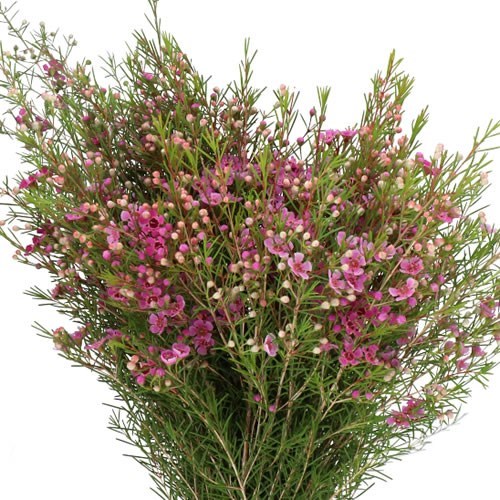 WAXFLOWER EDEN