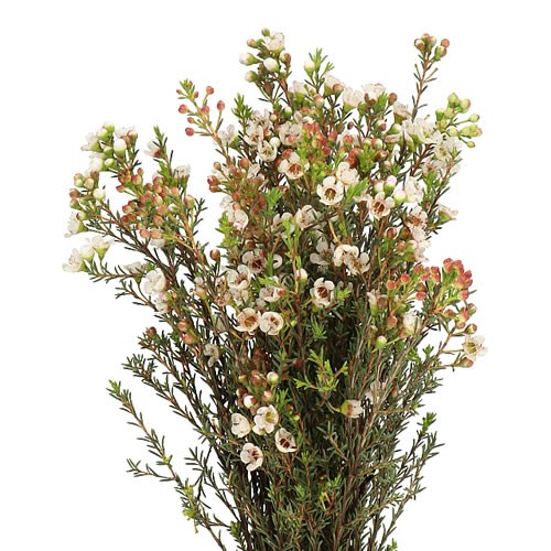 WAXFLOWER ELLA