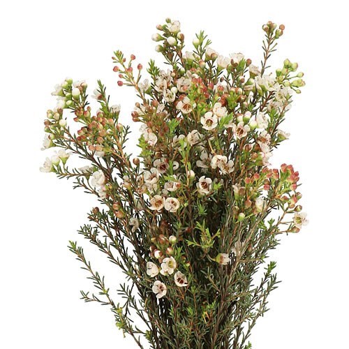 WAXFLOWER ELLA
