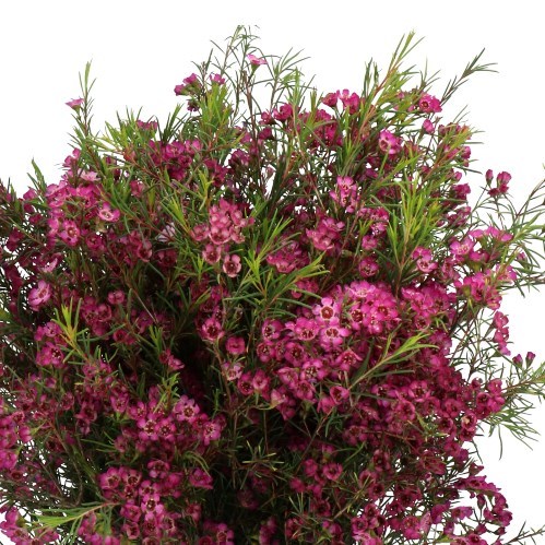 WAXFLOWER EMMA