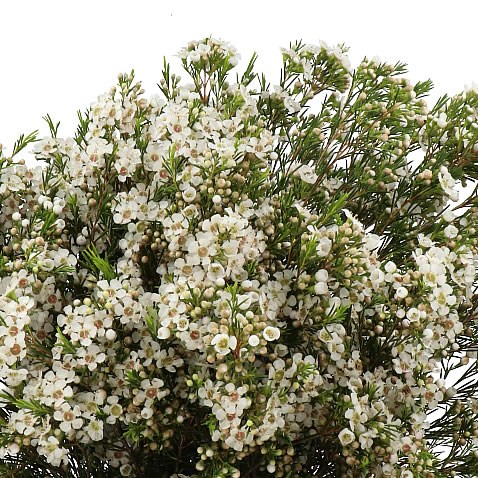 WAXFLOWER EVE