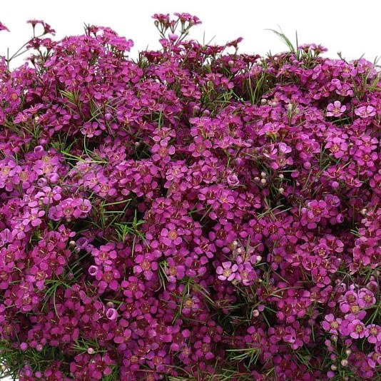 WAXFLOWER FREE SPIRIT