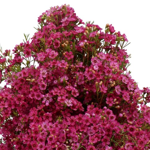 WAXFLOWER HAPPY DAYS