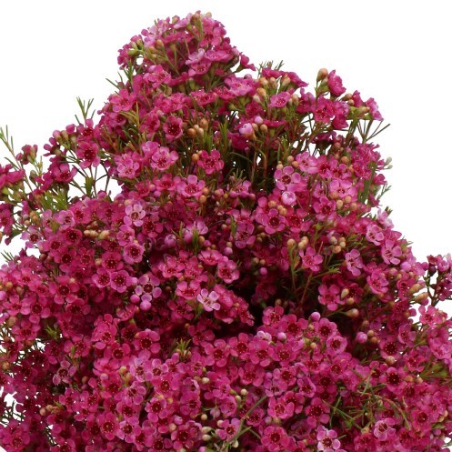 WAXFLOWER HAPPY DAYS