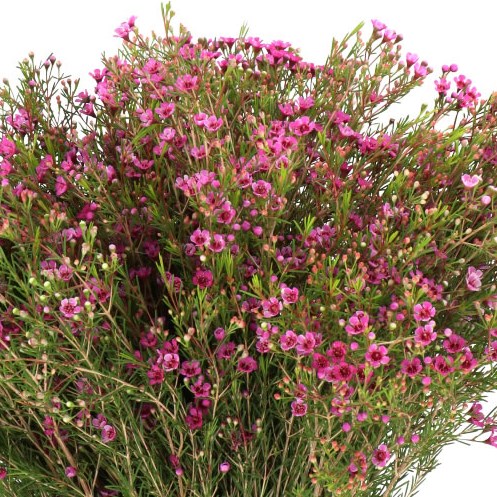 WAXFLOWER HOT PINK