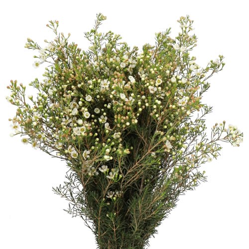 WAXFLOWER IVORY PEARL