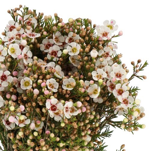WAXFLOWER JANELLE