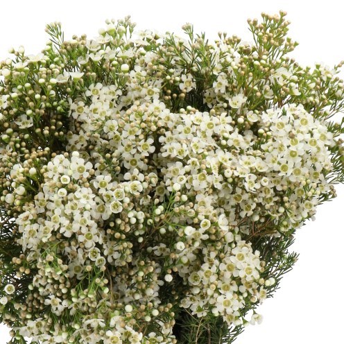 WAXFLOWER JUPITER MOON