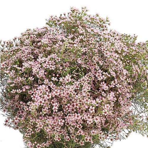 WAXFLOWER JUPITER SOL