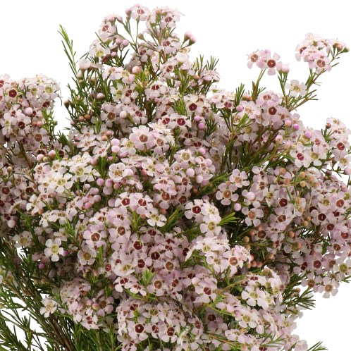 WAXFLOWER KATRIEN