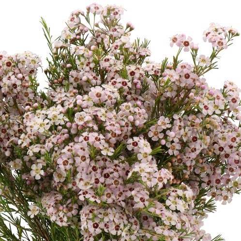 WAXFLOWER KATRIEN