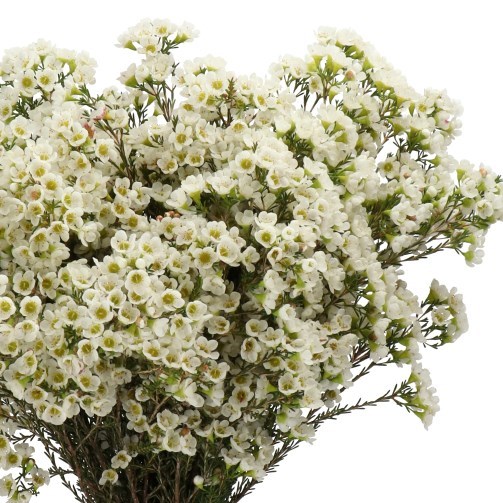 WAXFLOWER MARLENE