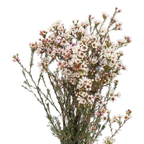 WAXFLOWER MAYA