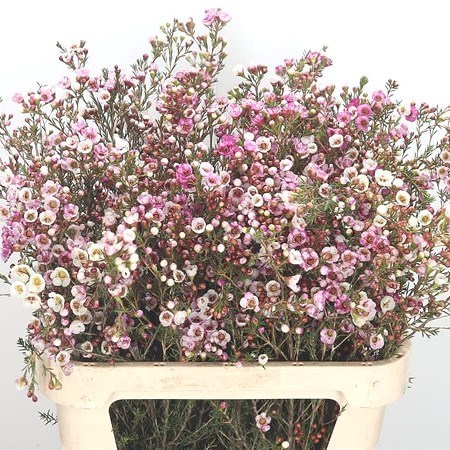 WAXFLOWER MOONLIGHT DELIGHT