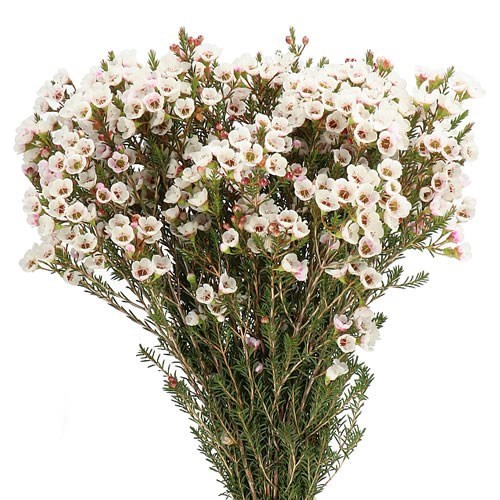 WAXFLOWER MOONLIGHT DELIGHT