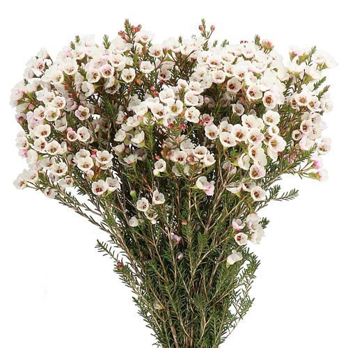 WAXFLOWER MOONLIGHT DELIGHT