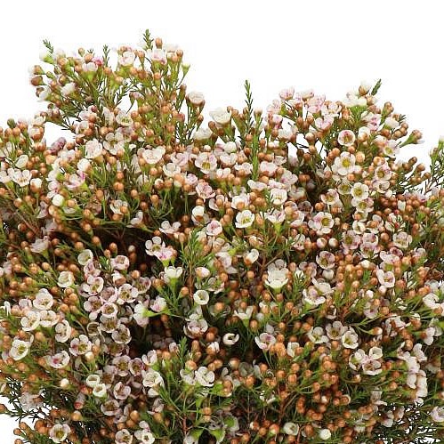 WAXFLOWER MORNING DELIGHT