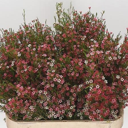 WAXFLOWER MY SWEET 16