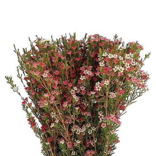 WAXFLOWER MY SWEET 16