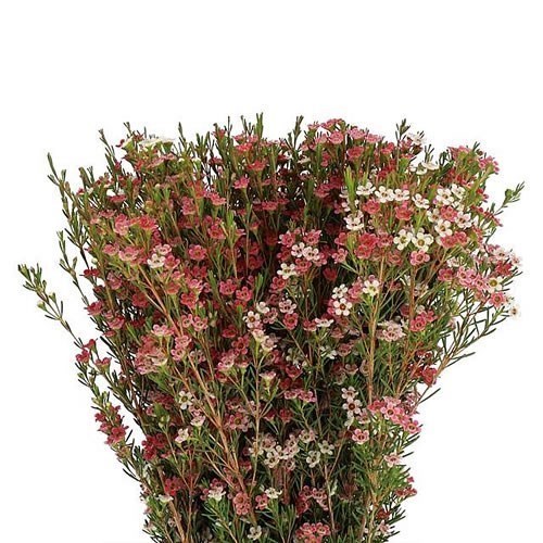 WAXFLOWER MY SWEET 16