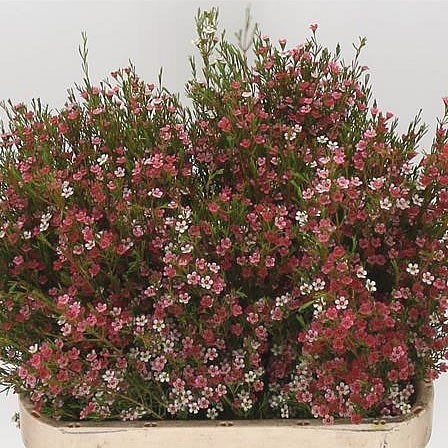 WAXFLOWER MY SWEET 16